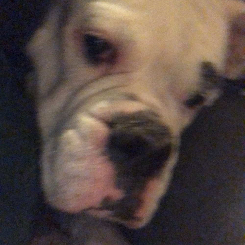 Meet your Posher, Ginger